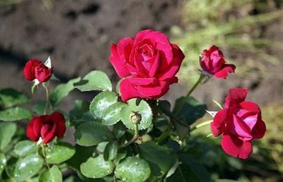 Садові троянди догляд та вирощування
