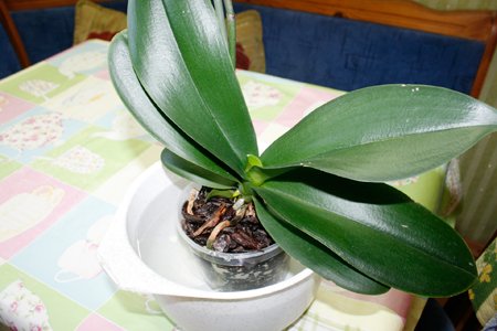 Як доглядати за орхідеєю в домашніх умовах?