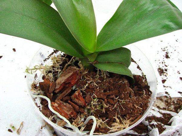 Як доглядати за орхідеєю в домашніх умовах?