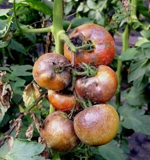 Сорти помідорів стійких до фітофторозу – це актуально