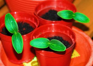 Як виростити хорошу розсаду огірків в домашніх умовах?