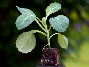 Капуста білокачанна — вирощування та догляд