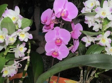 Як доглядати за орхідеєю дендробіум після пересадки і цвітіння.