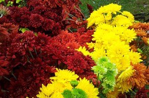 Багаторічні квіти в саду і городі: ірис, півонія і хризантема