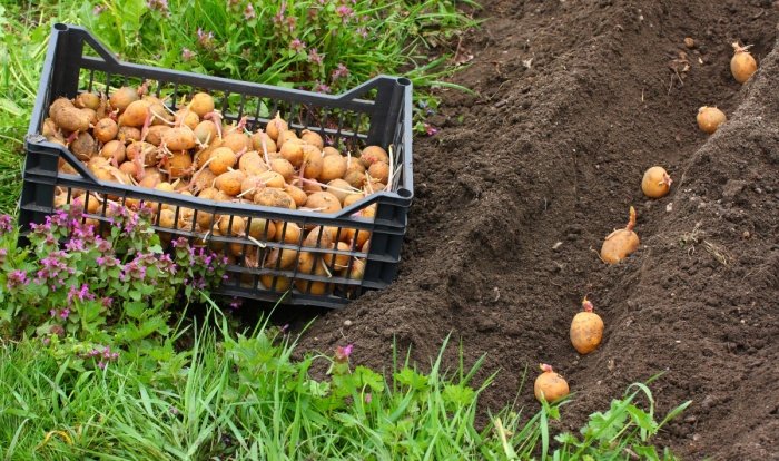 Підготовка картоплі до посадки