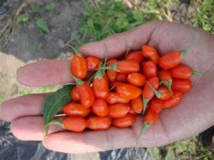 Як виростити ягоди годжі (фото і відео)