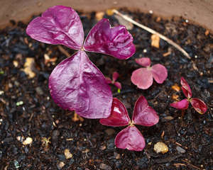 Фіолетова і трикутна кислиця (оксалис) — вирощування і розмноження кімнатних умовах