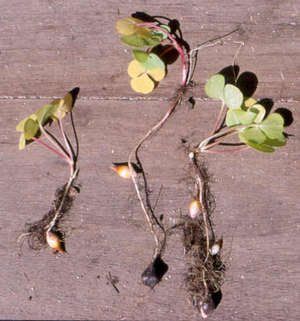 Фіолетова і трикутна кислиця (оксалис) — вирощування і розмноження кімнатних умовах
