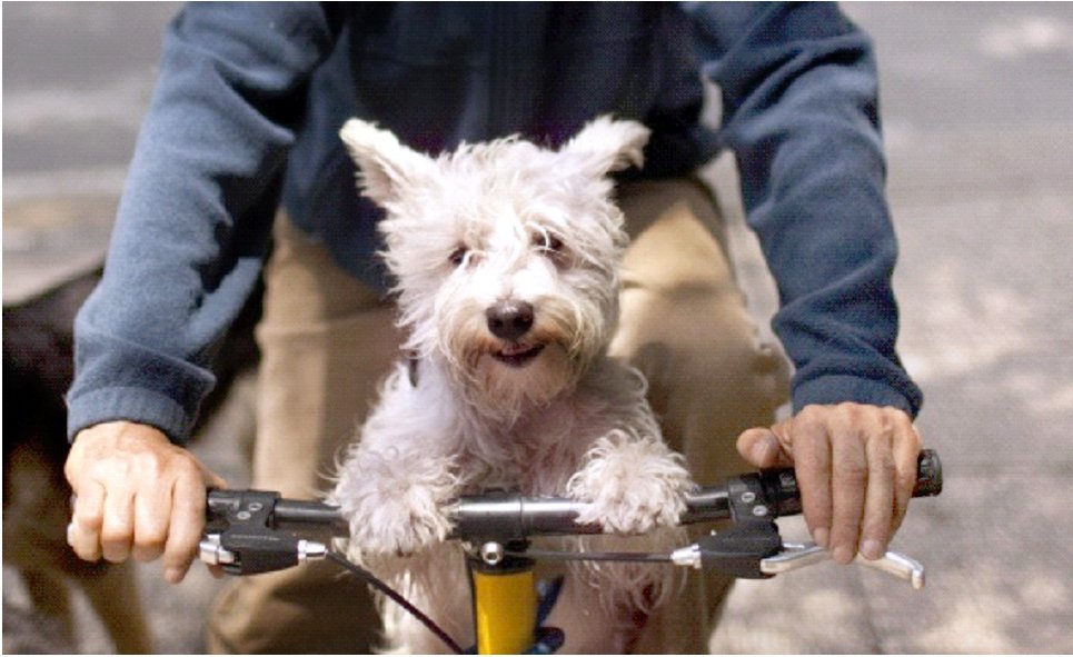 Велосипедне сідло для собак