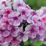 Якою створити квітник під деревами