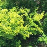 Якою створити квітник під деревами