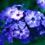 Варіанти квітників від Піта Удольфа