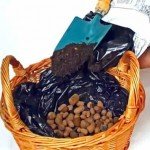 Композиції з квітів та рослин в інтерєрі кухні майстер клас