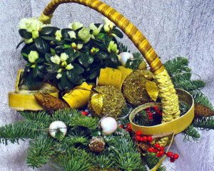 Новорічні квіткові композиції з кімнатними рослинами
