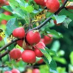 Якою створити квітник під деревами