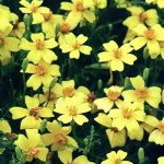 Якою створити квітник під деревами