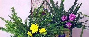 Композиції з квітів та рослин в інтерєрі кухні майстер клас