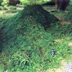 Якою створити квітник під деревами