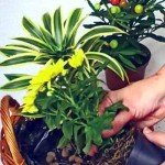 Композиції з квітів та рослин в інтерєрі кухні майстер клас Композиції з квітів та рослин в інтерєрі кухні майстер клас