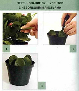 Розмноження сукулентів насінням, живцями і листом