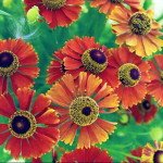 Варіанти квітників від Піта Удольфа