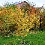 Якою створити квітник під деревами