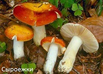 Як збирати гриби в лісі — елементарні правила Як збирати гриби в лісі — елементарні правила
