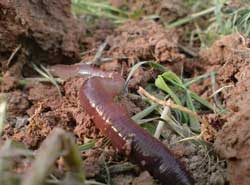 Основні уроки виживання в лісі — як вижити в лісі без їжі Основні уроки виживання в лісі — як вижити в лісі без їжі