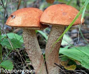 Як збирати гриби в лісі — елементарні правила Як збирати гриби в лісі — елементарні правила