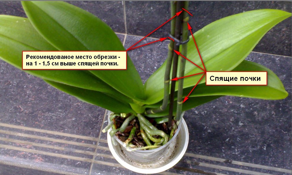 Як правильно доглядати за орхідеями в домашніх умовах