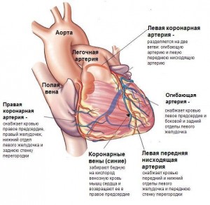 Що таке інфаркт міокарда : причини,симптоми та перша допомога