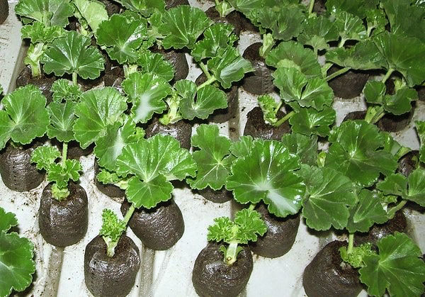 Любительське розмноження герані в кімнатних умовах