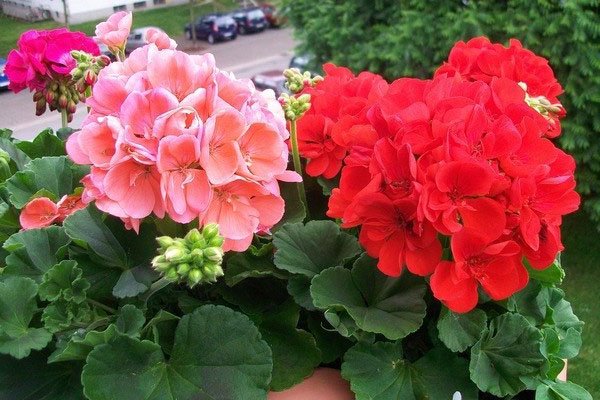 Чому жовтіє листя герані при кімнатному утриманні