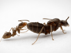 Королева мурах: реальність