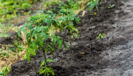Томат Пінк Буш: характеристика, опис сорту, відгуки