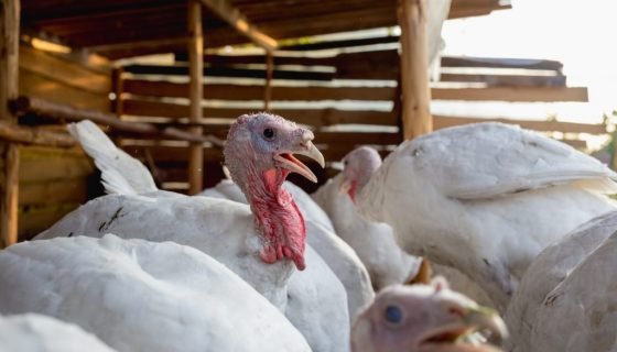 Індичата: утримання та догляд