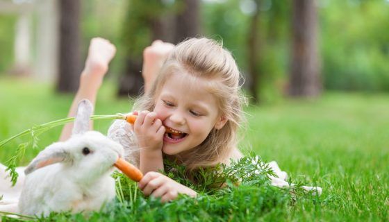 Утримання і догляд за кроликами в домашніх умовах
