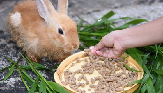 Відгодівля кролів на мясо в домашніх умовах