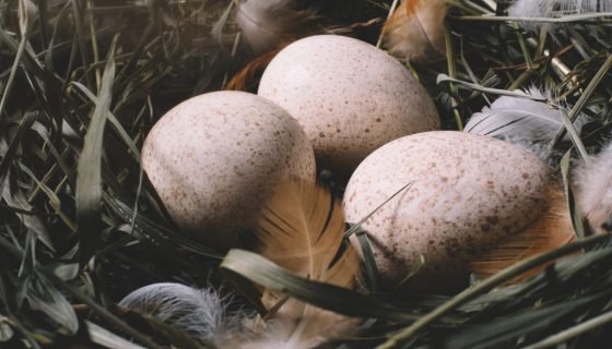 Гнізда для індиків своїми руками: розміри