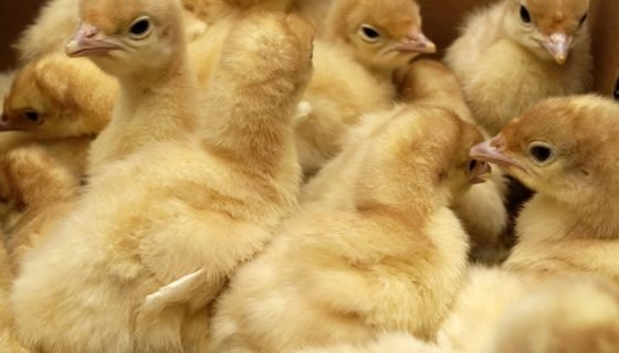 Інкубація індичих яєць: режим, таблиця, вологість