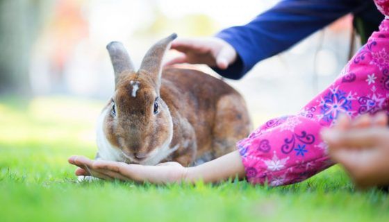 Утримання і догляд за кроликами в домашніх умовах