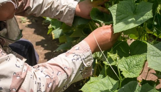 Коли і як садити огірки в теплиці