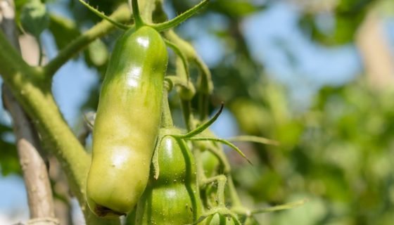 Томат Аурія: опис сорту, характеристики, відгуки, фото