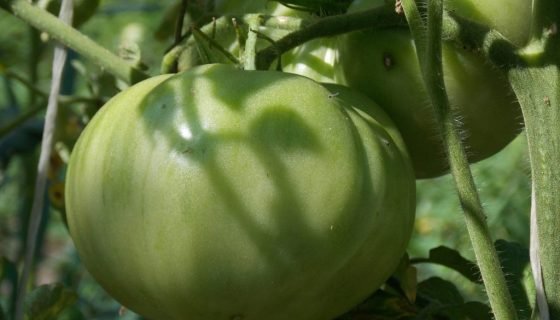 Томат Райська Насолода: опис сорту, характеристики, відгуки, фото