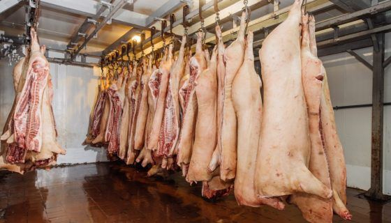 Вирощування свиней на мясо як бізнес: опис