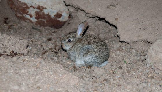 Утримання і догляд за кроликами в домашніх умовах