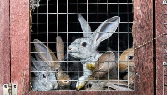 Відгодівля кролів на мясо в домашніх умовах
