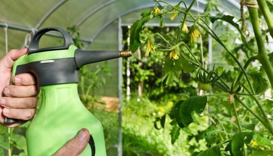 Фітофтора на помідорах: як боротися, народні засоби, обприскування