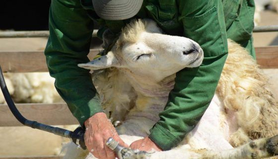 Вівчарство в домашніх умовах: опис