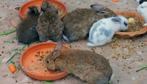 Відгодівля кролів на мясо в домашніх умовах